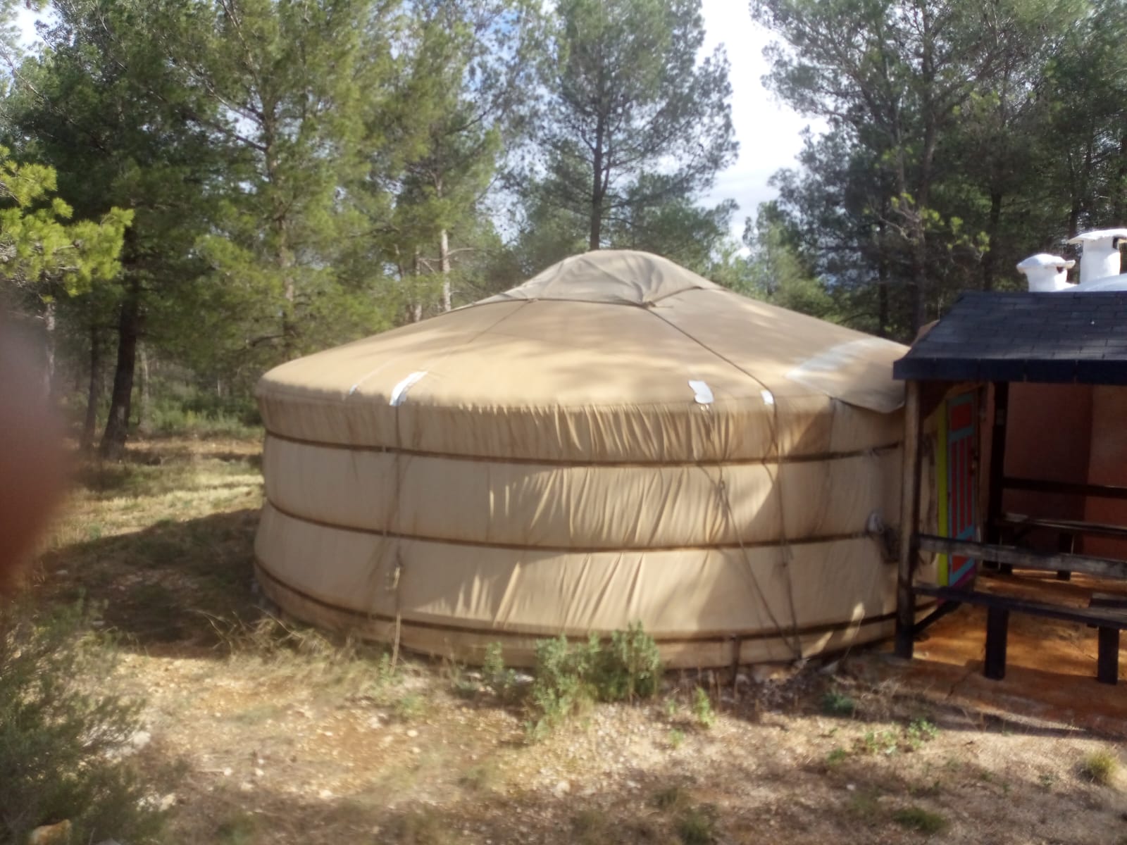 Yurta moderna en buen estado en entorno de pinos — resultado del mantenimiento